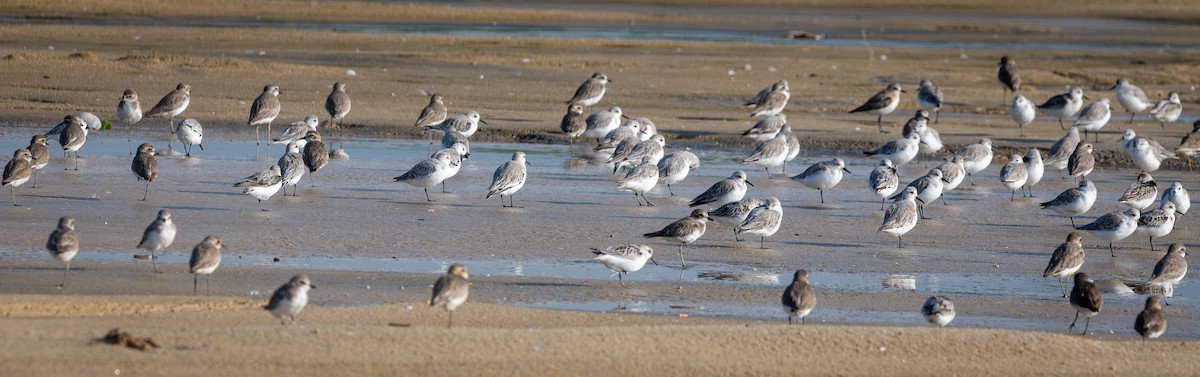 Песчанка - ML645864323