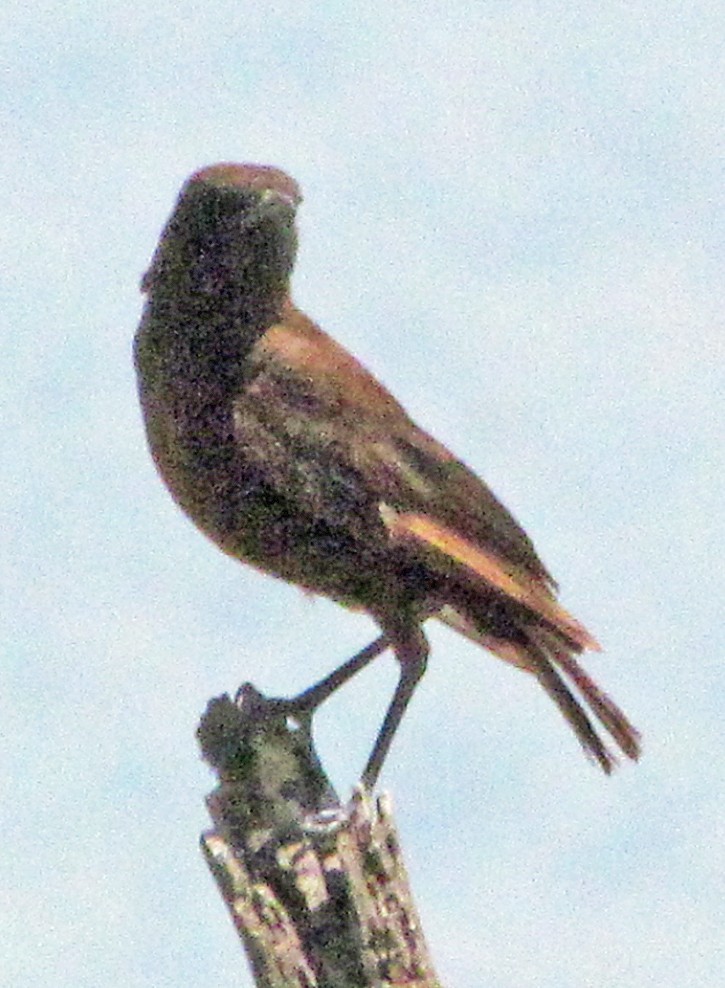 Northern Anteater-Chat - ML645864324