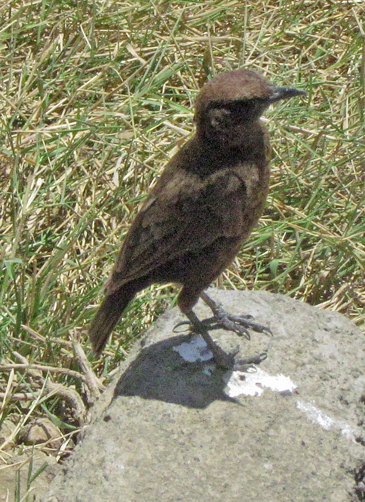 Northern Anteater-Chat - ML645864325
