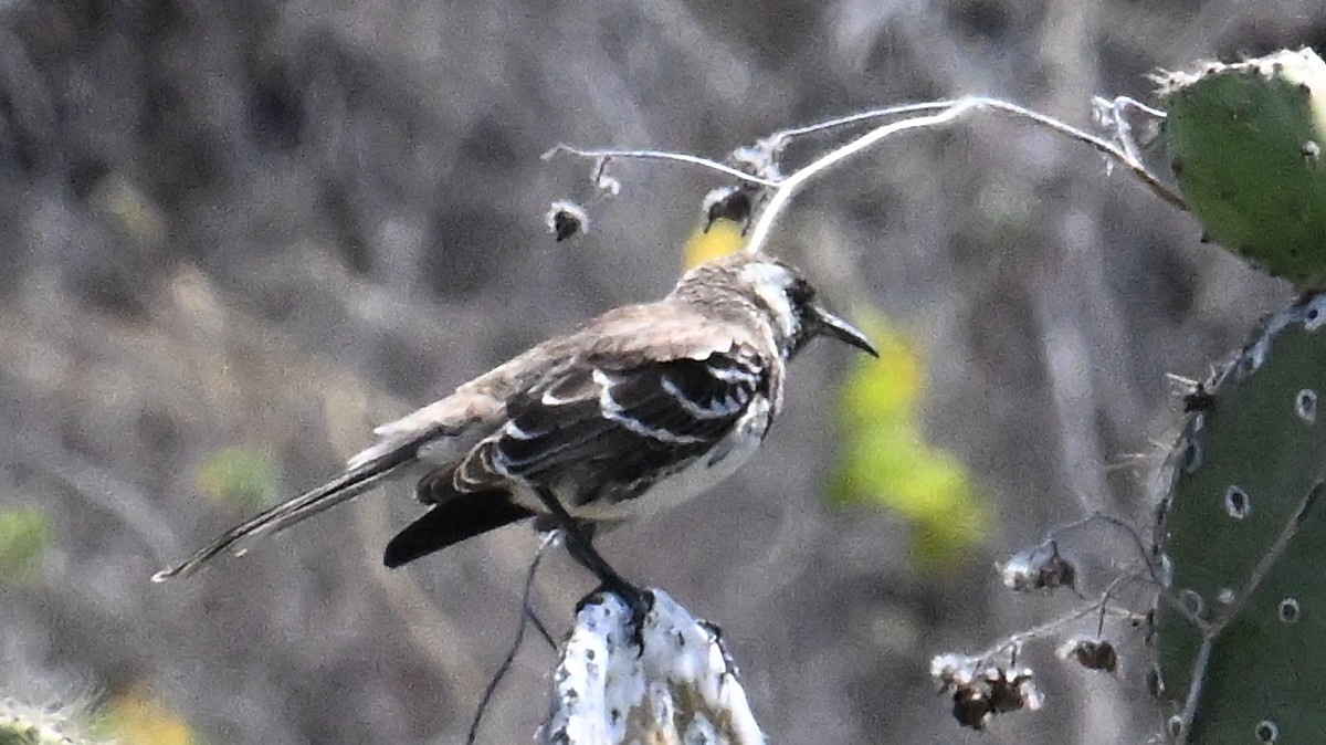 Moqueur de Floreana - ML645864326