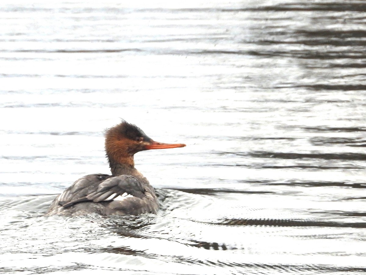 Zerra ertaina - ML645864331