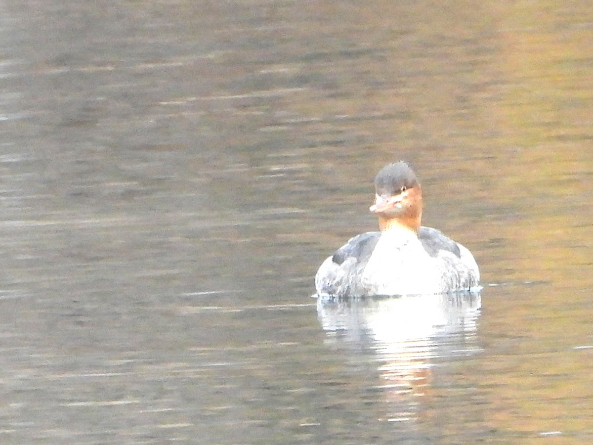 Zerra ertaina - ML645864332