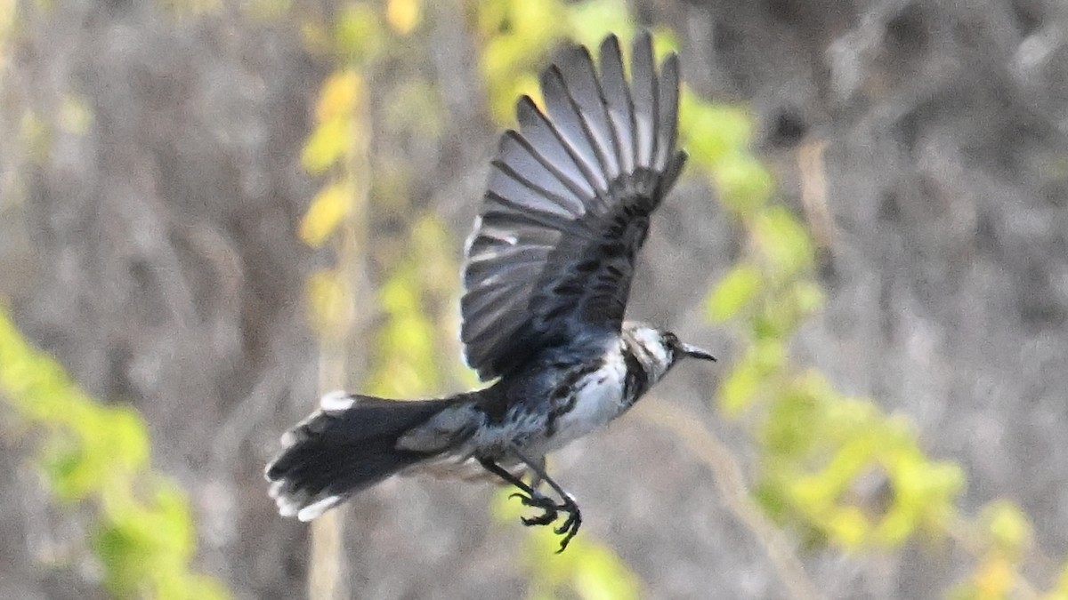 Moqueur de Floreana - ML645864335