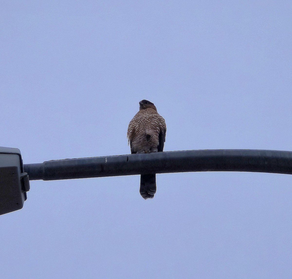 Cooper's Hawk - ML645864338