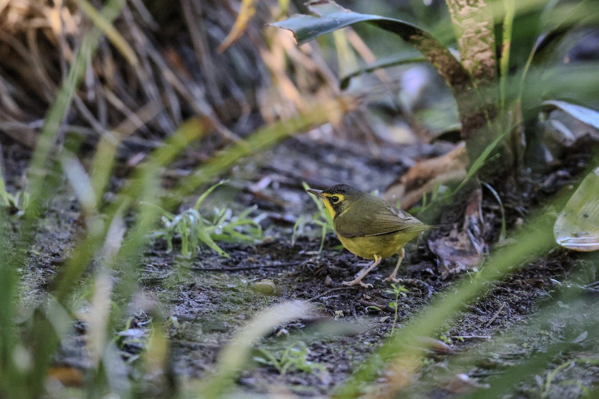 Reinita de Kentucky - ML645864346