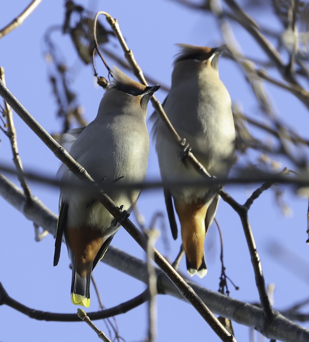 キレンジャク - ML645864348