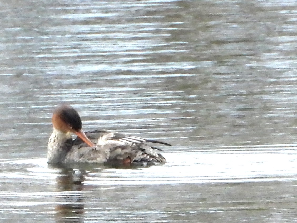 Zerra ertaina - ML645864349