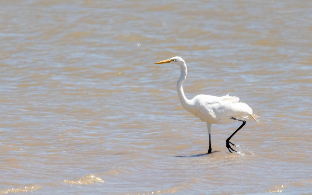 Garceta Grande - ML645864358