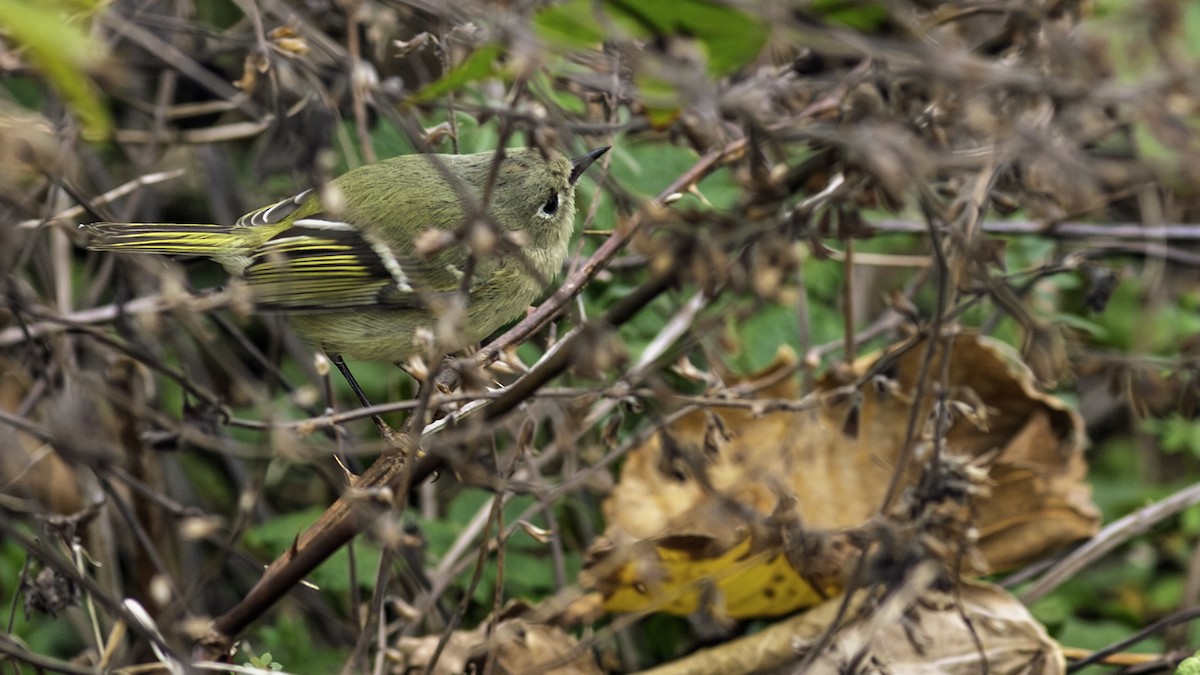 králíček americký - ML645864362