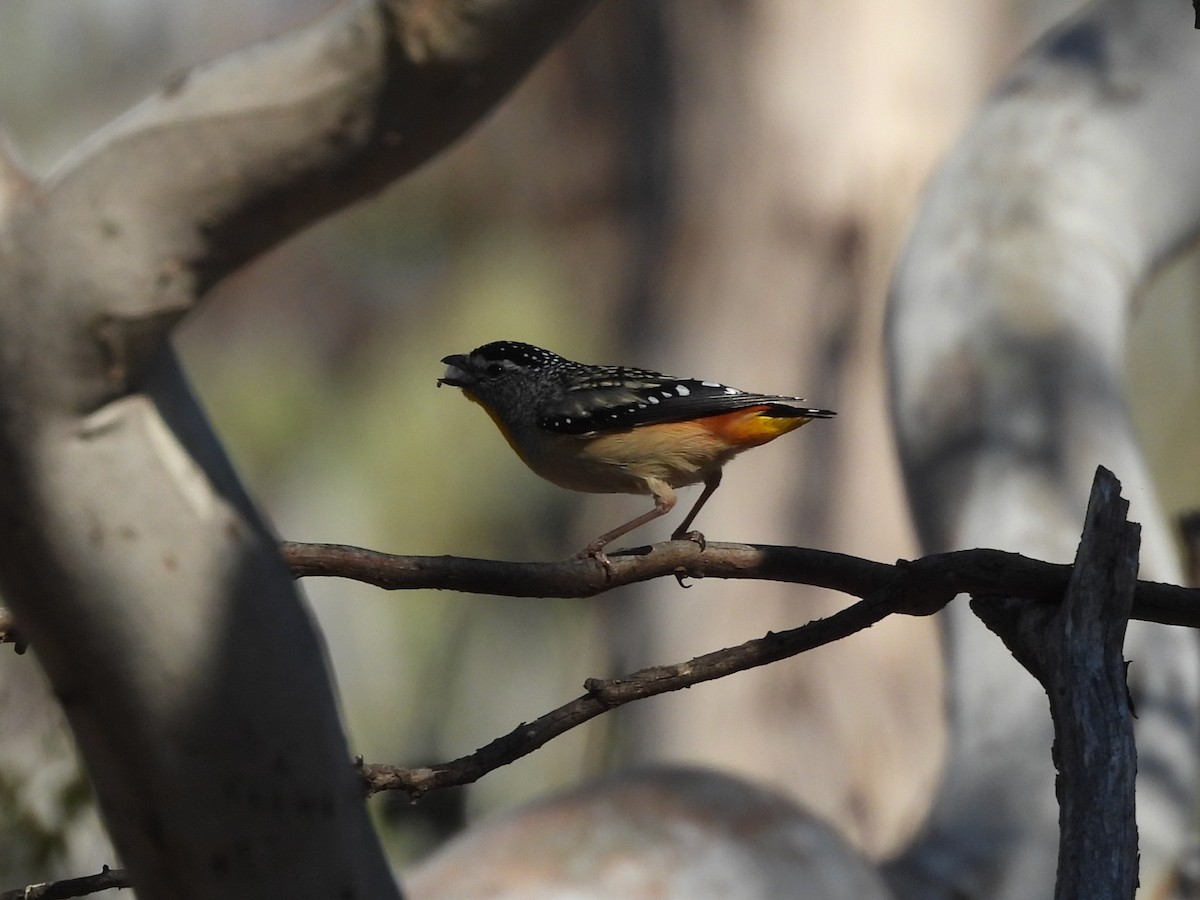 Spotted Pardalote (Spotted) - ML645864364