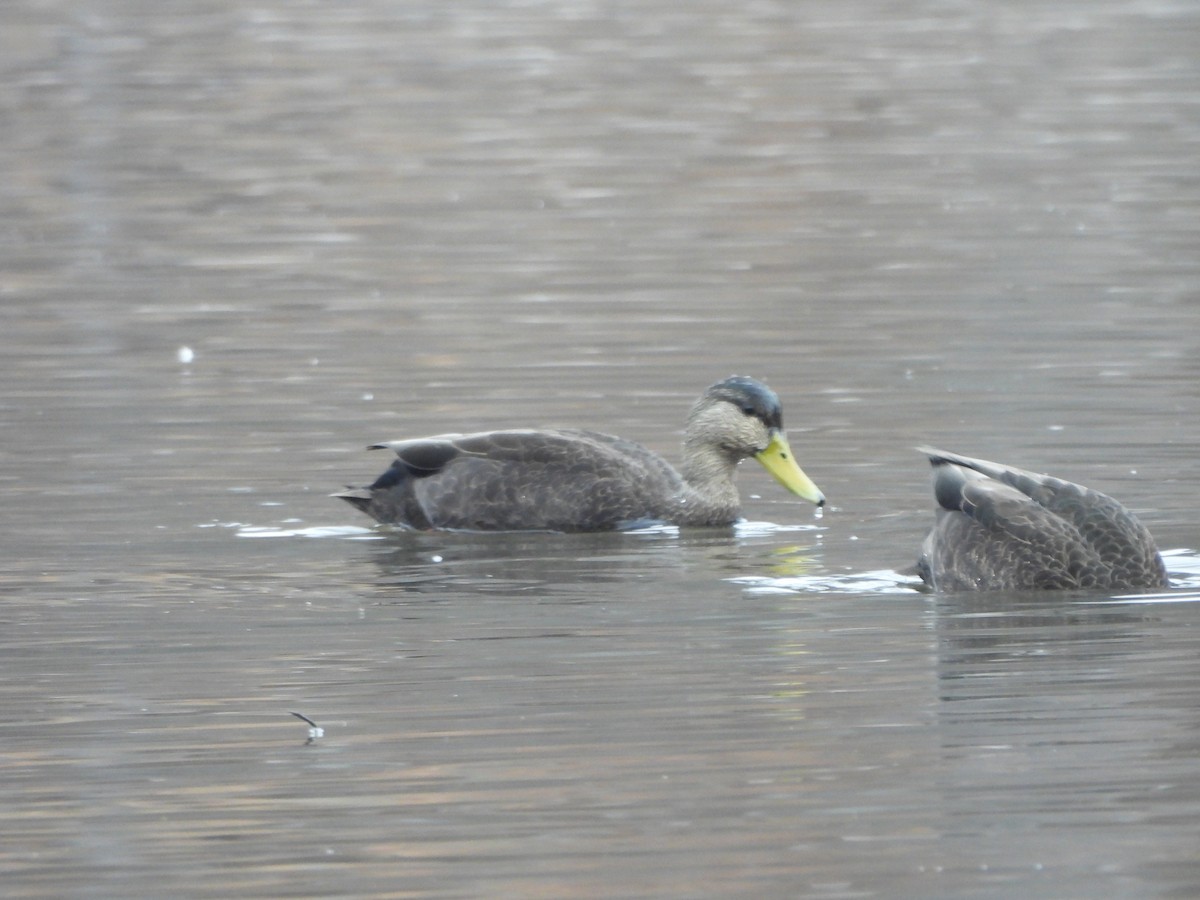 rødfotand - ML645864375