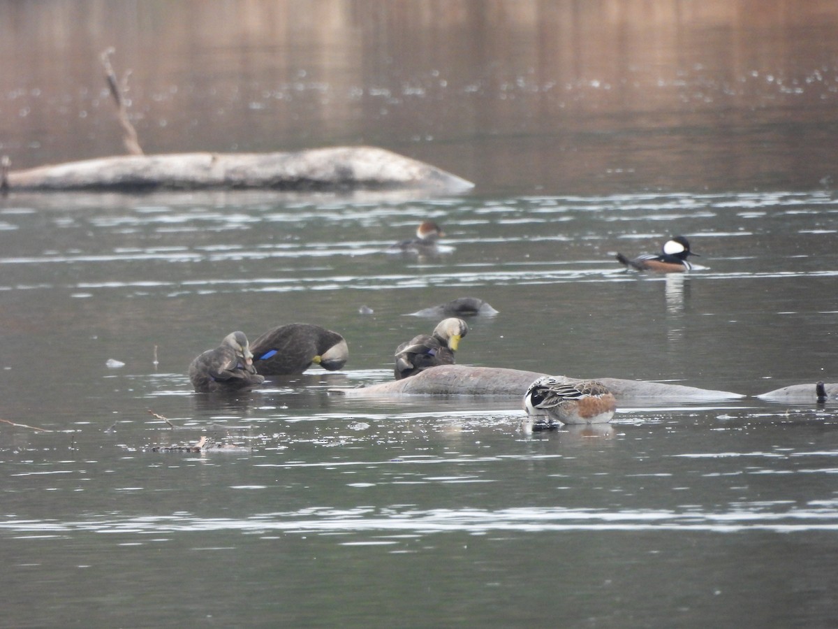 rødfotand - ML645864377