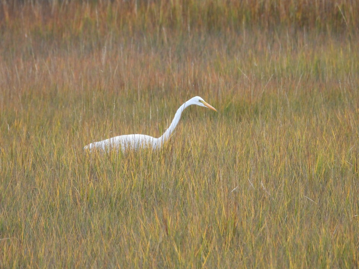 Garceta Grande - ML645864380