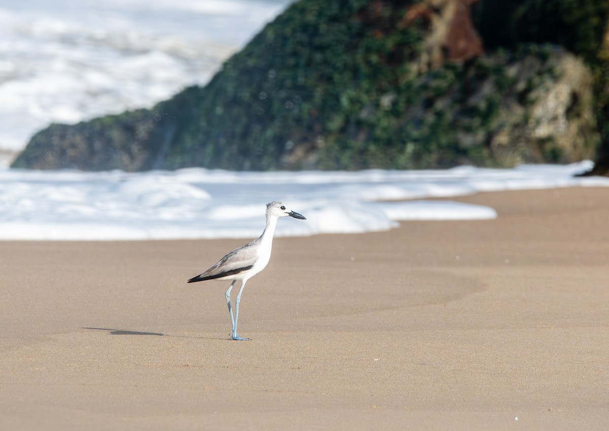Crab-Plover - ML645864381