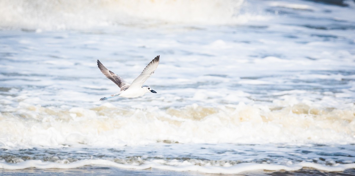 Crab-Plover - ML645864382