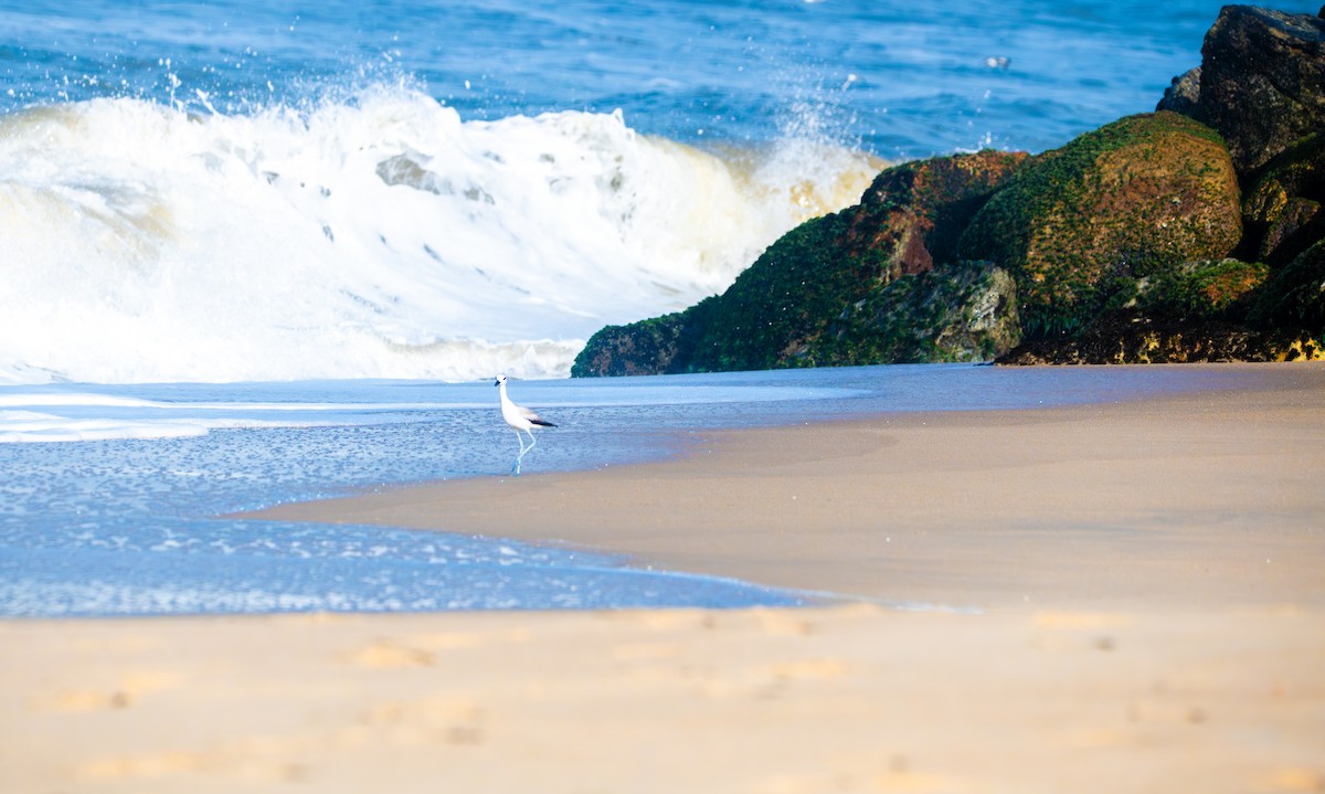 Crab-Plover - ML645864384