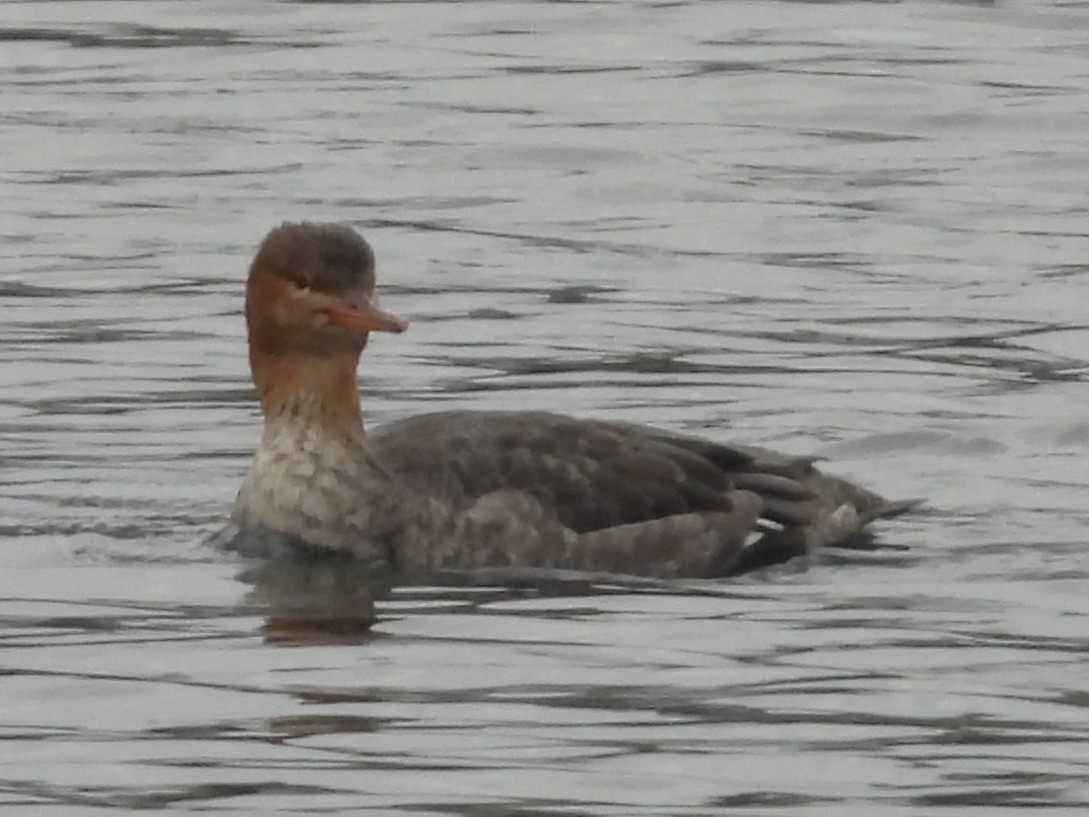 Zerra ertaina - ML645864390