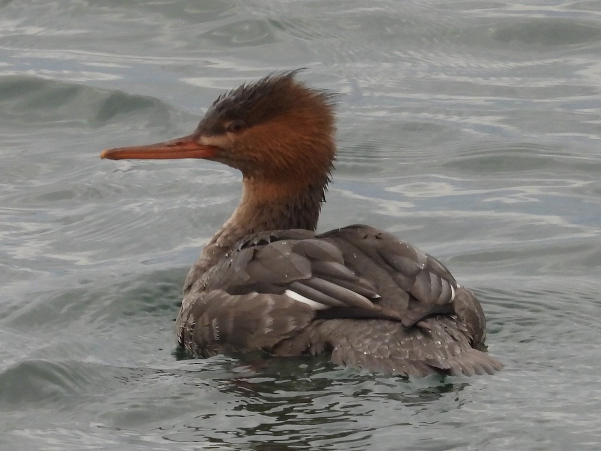 Zerra ertaina - ML645864392