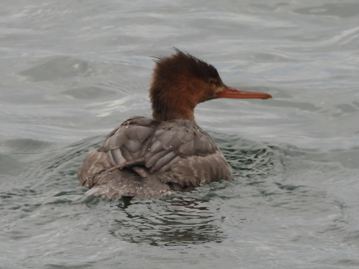 Zerra ertaina - ML645864393