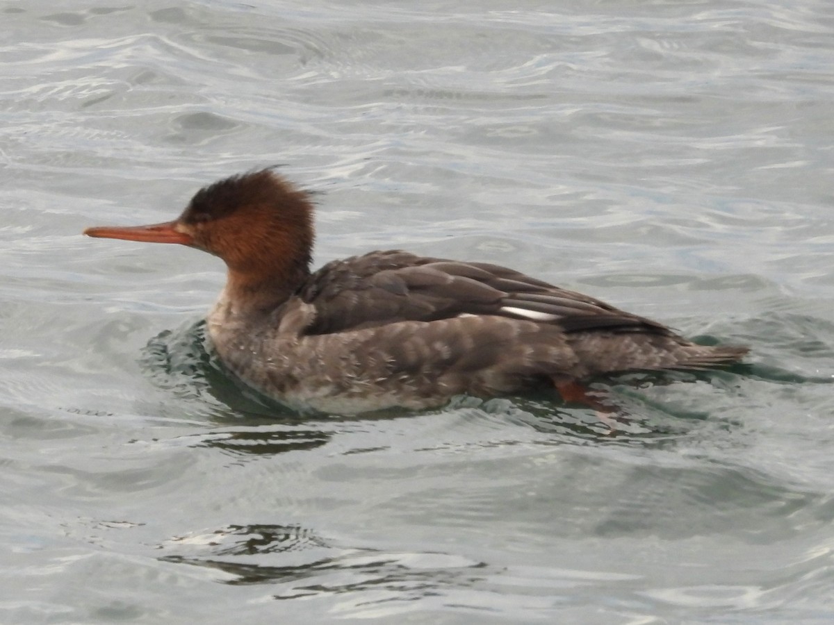 Zerra ertaina - ML645864394