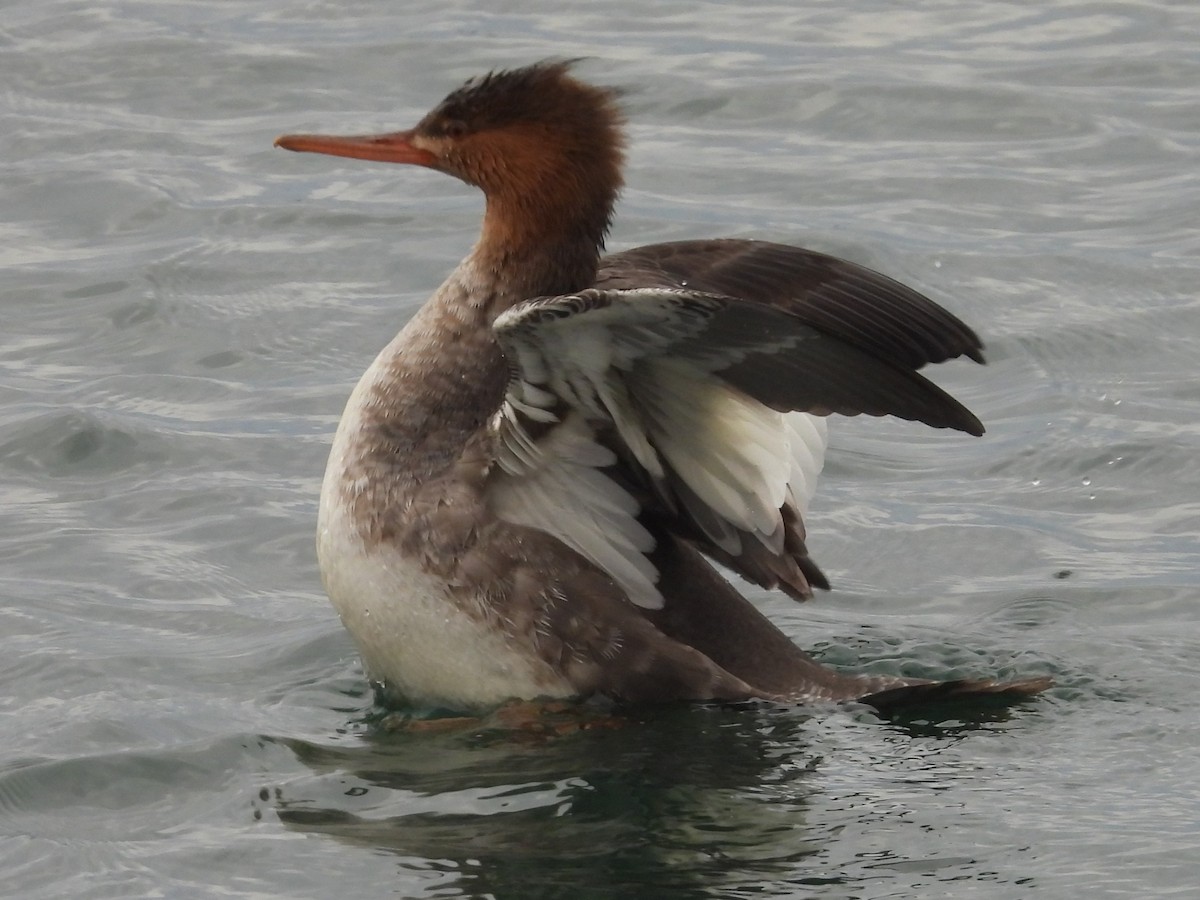 Zerra ertaina - ML645864395