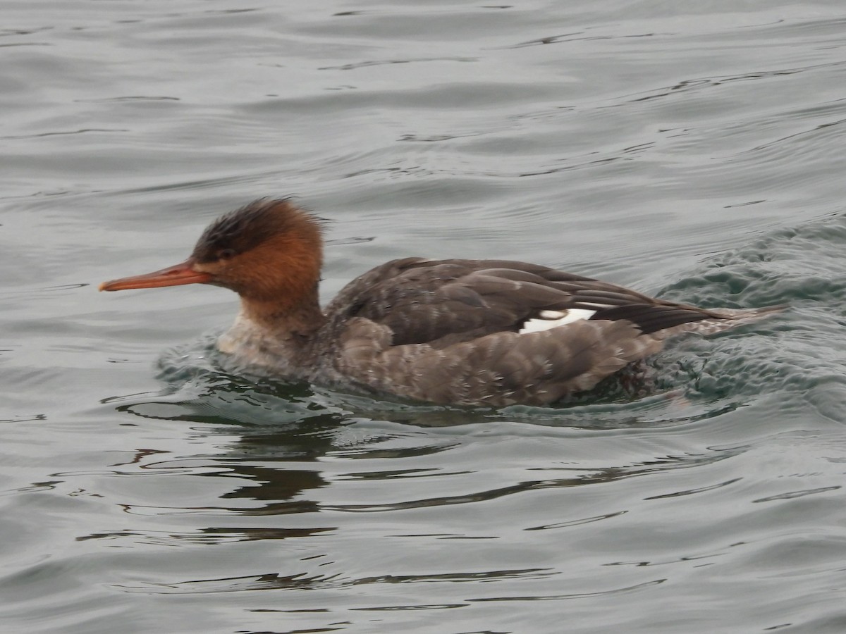 Zerra ertaina - ML645864396