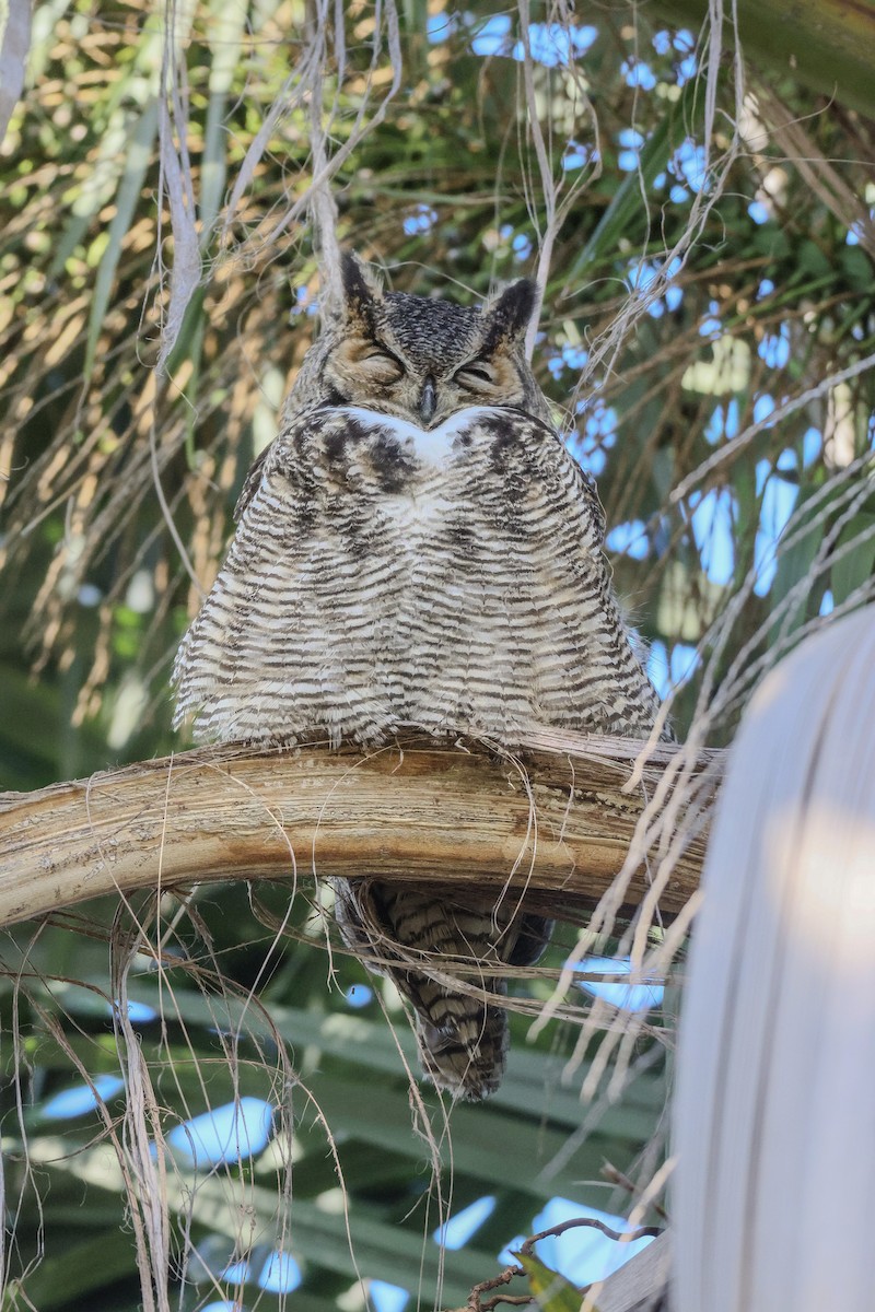 Great Horned Owl - ML645864399