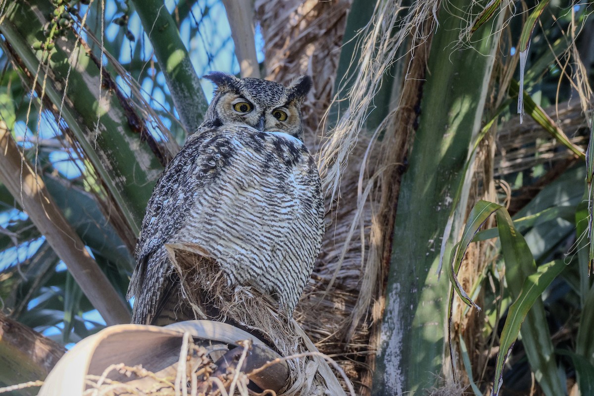 Great Horned Owl - ML645864400