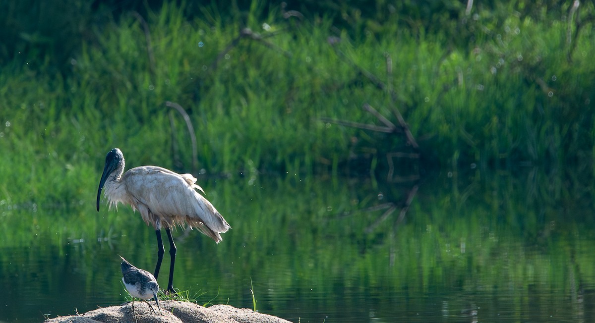 Black-headed Ibis - ML645864411