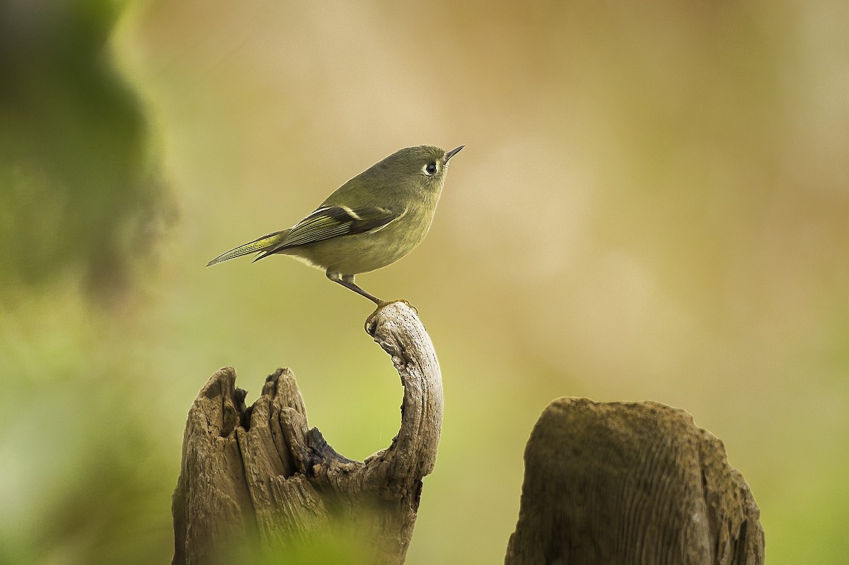 králíček americký - ML645864428