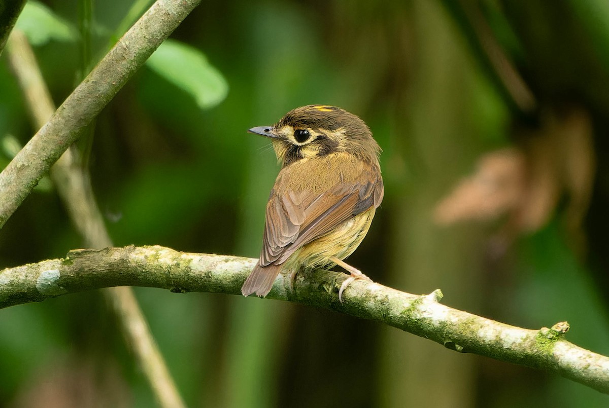 White-throated Spadebill - ML645864435