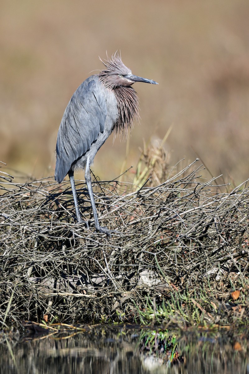 Reddish Egret - ML645864438