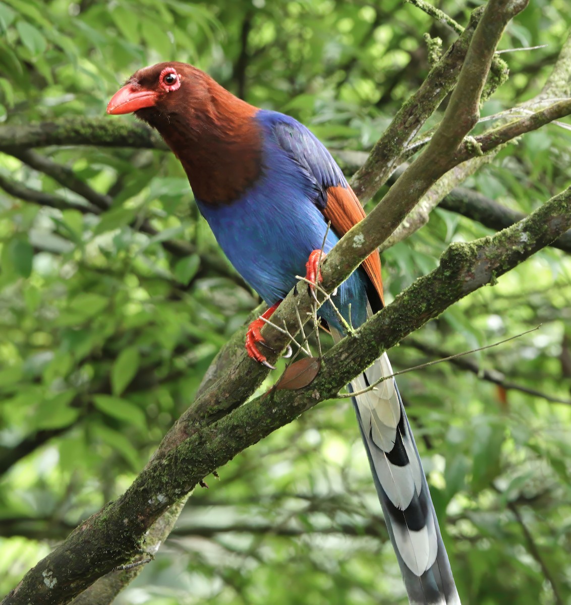 Sri Lanka Blue-Magpie - ML645864442