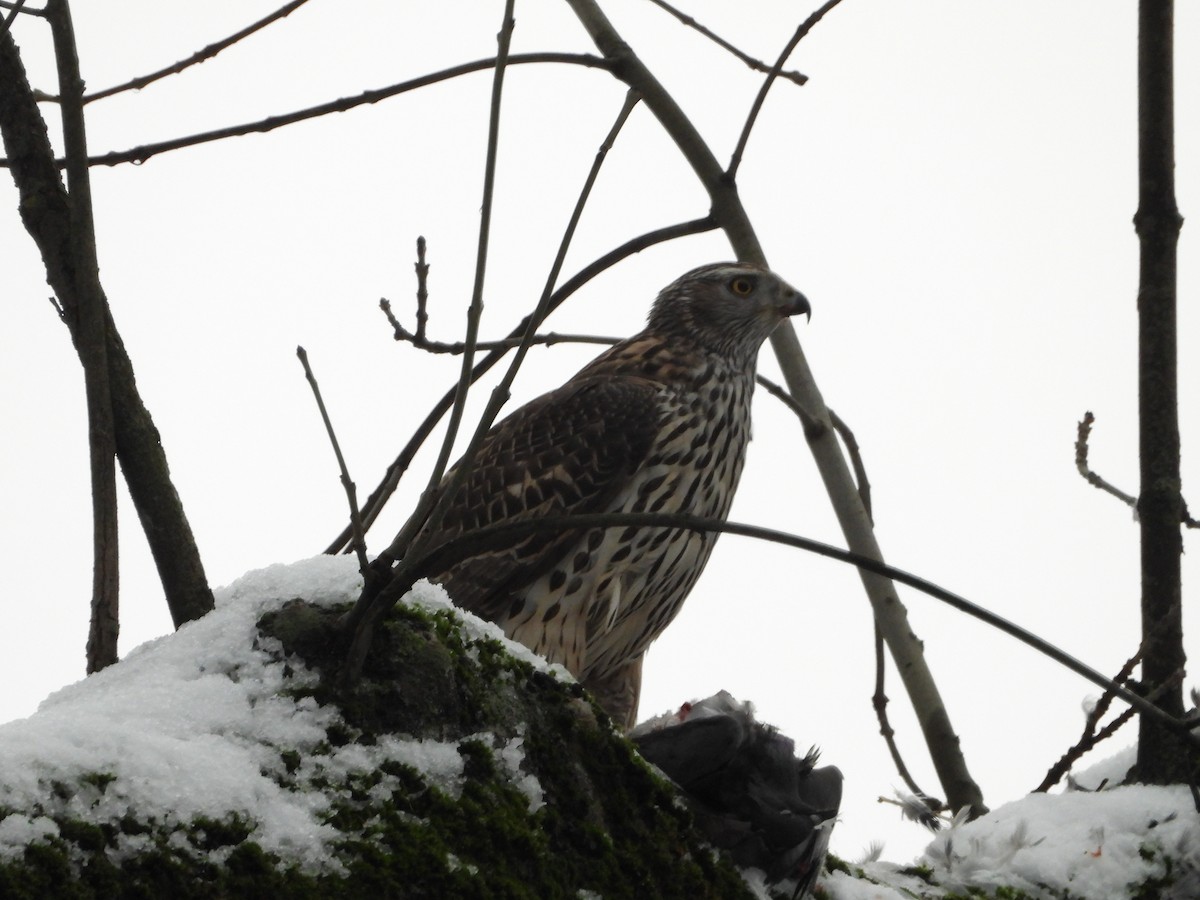 Яструб великий - ML645864443