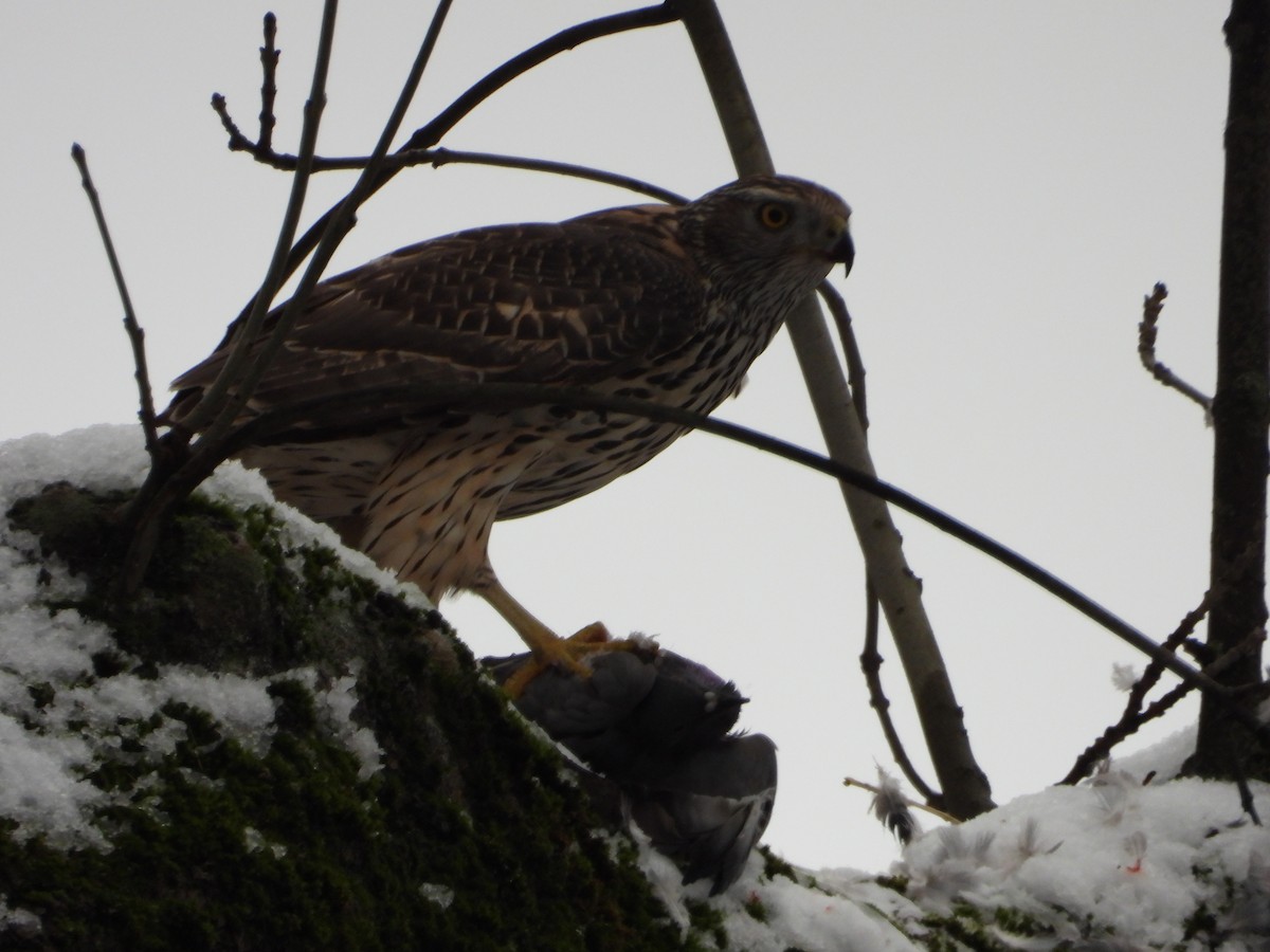 Яструб великий - ML645864444