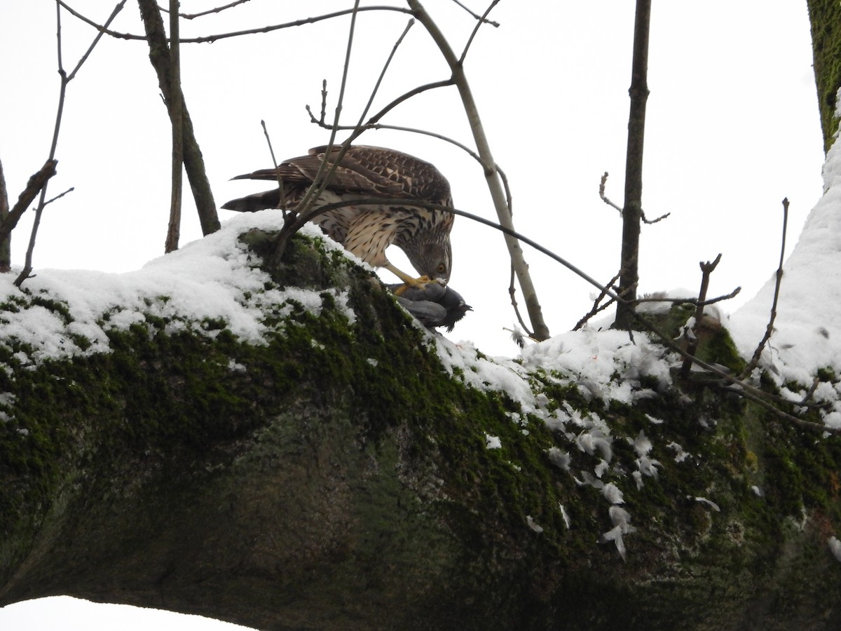 Яструб великий - ML645864445