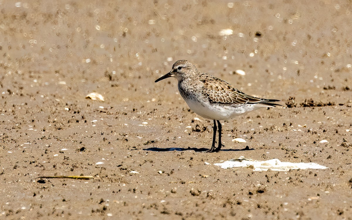 jespák tundrový - ML645864446