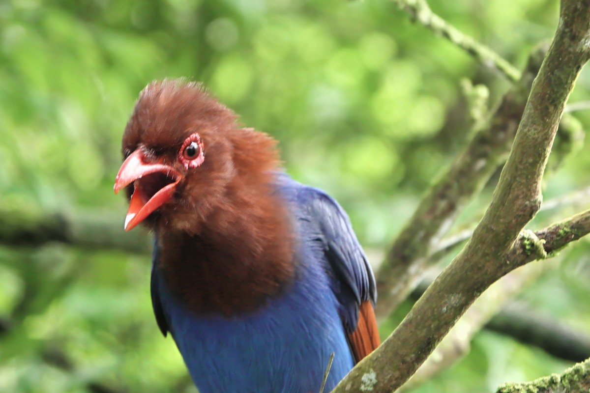 Sri Lanka Blue-Magpie - ML645864452