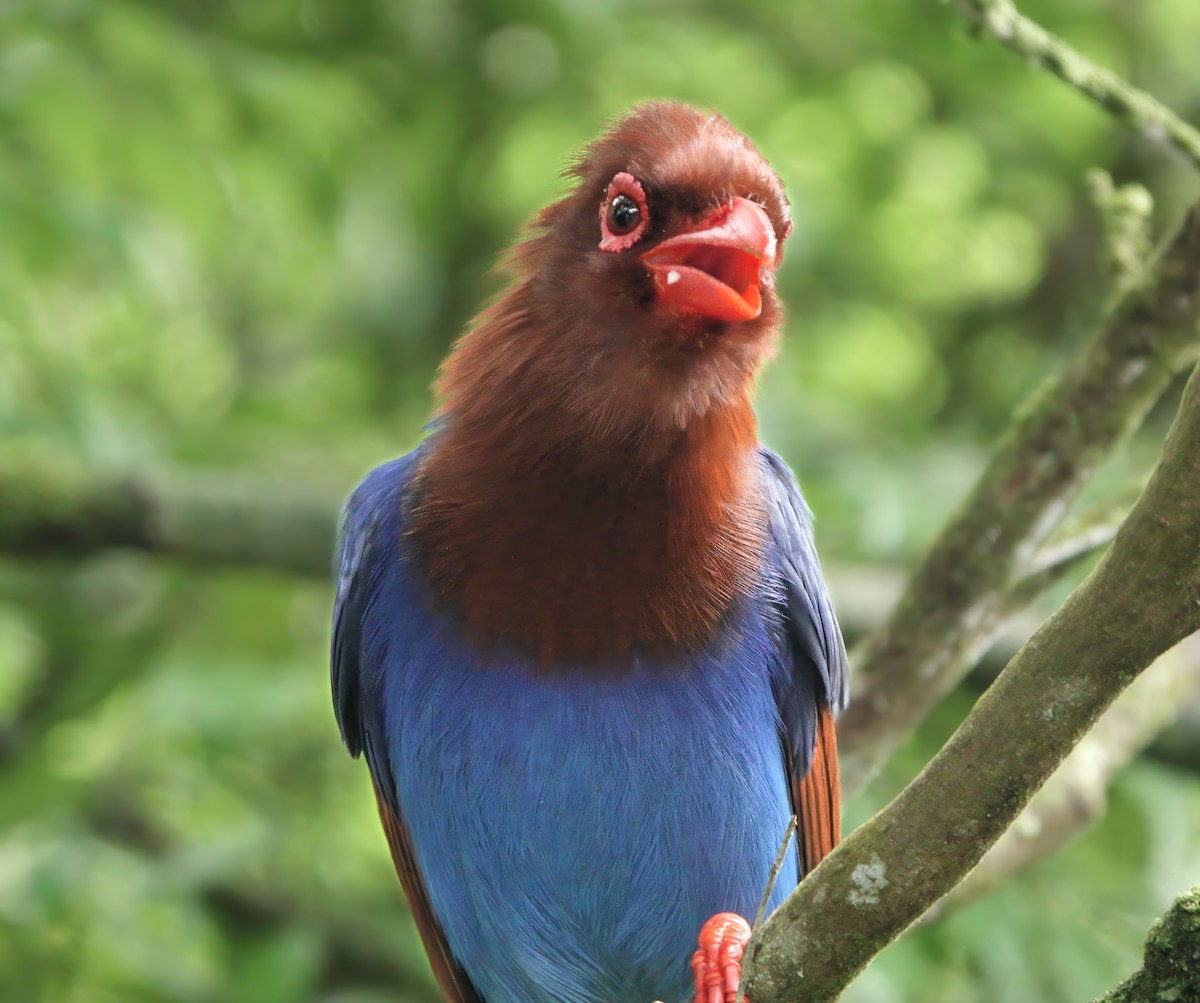 Sri Lanka Blue-Magpie - ML645864453