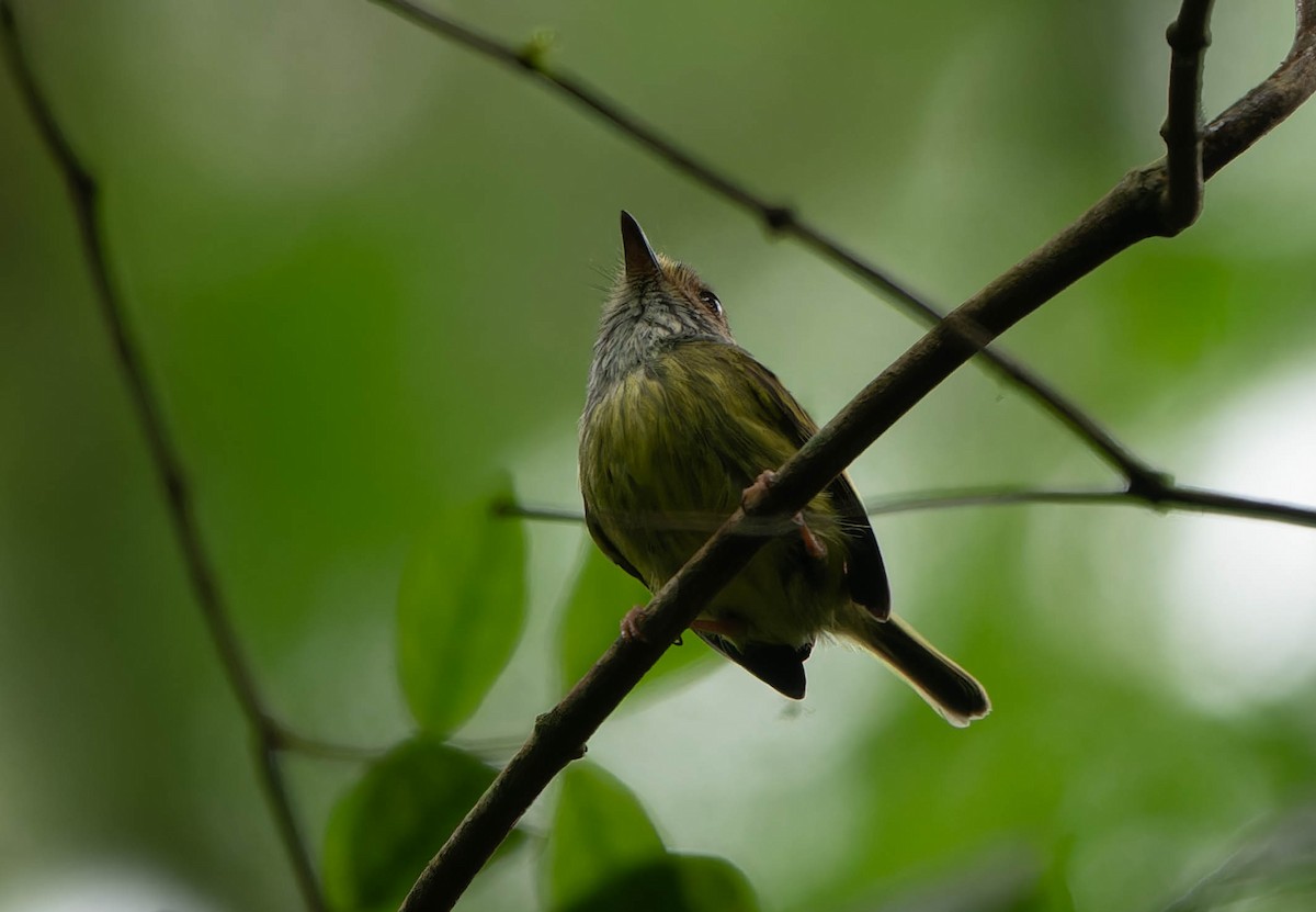 Microtyran oreillard - ML645864457