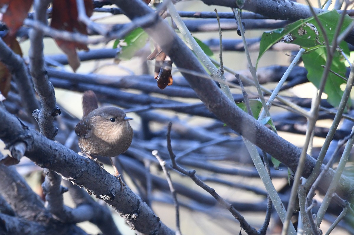Winter Wren - ML645864471