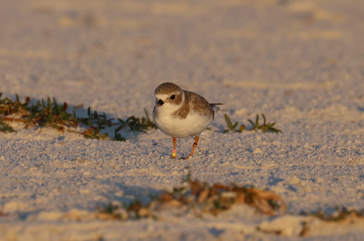 Piping Plover - ML645864477