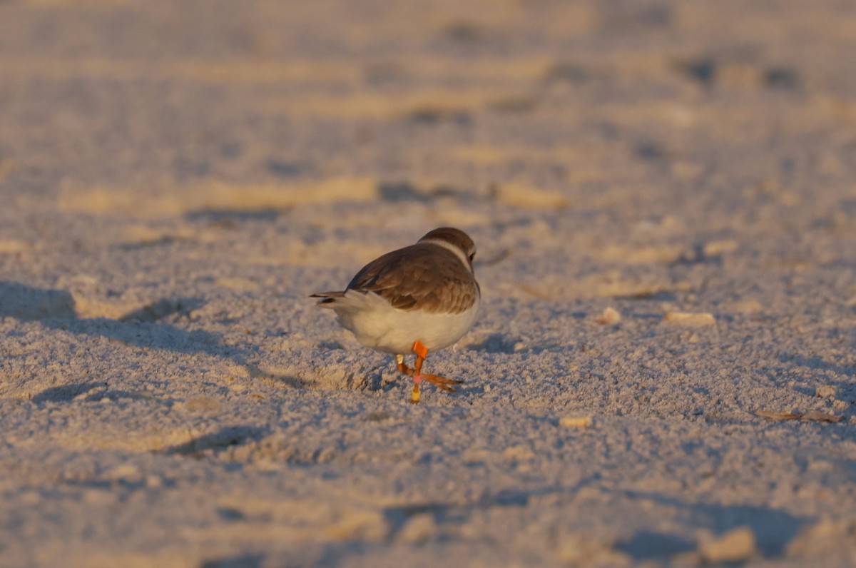 Piping Plover - ML645864478