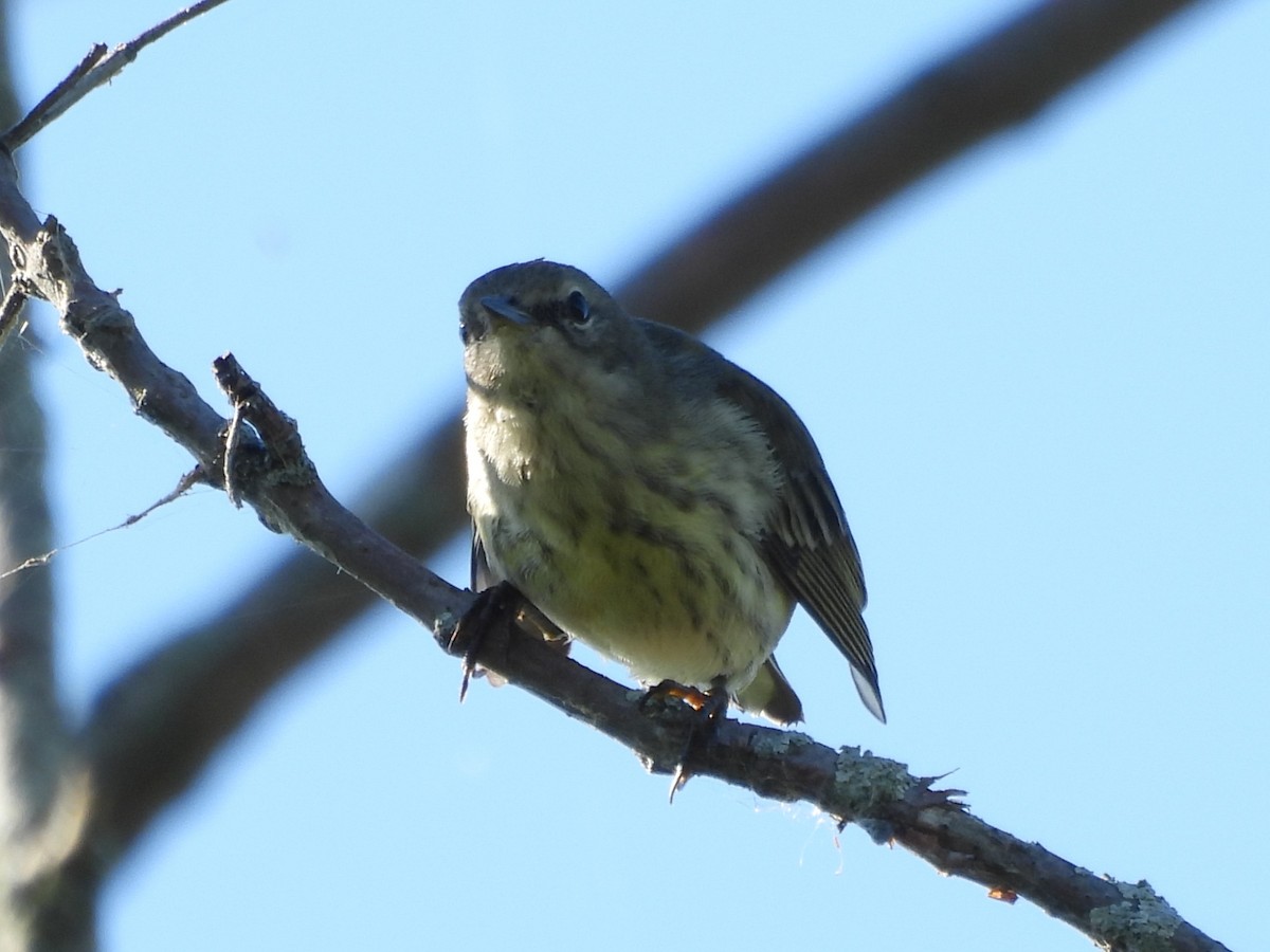 Cape May Warbler - ML645864480