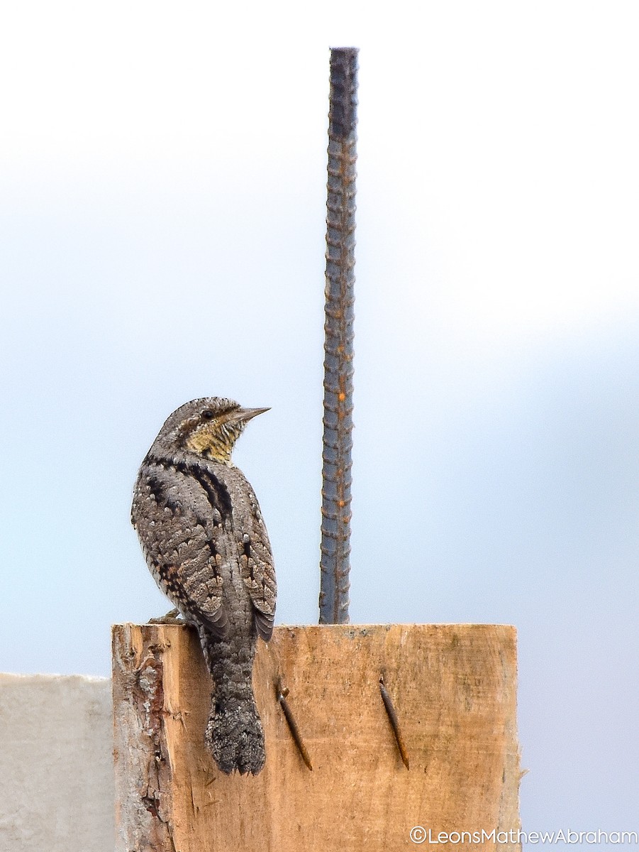 Eurasian Wryneck - ML645864487