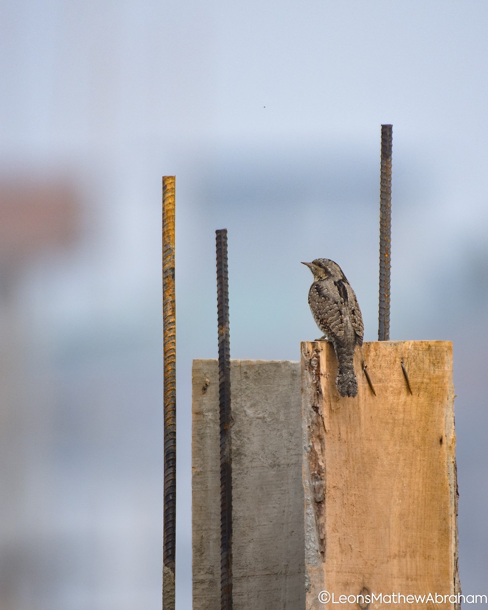 Eurasian Wryneck - ML645864488