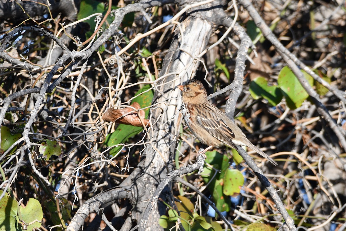 Harris's Sparrow - ML645864495
