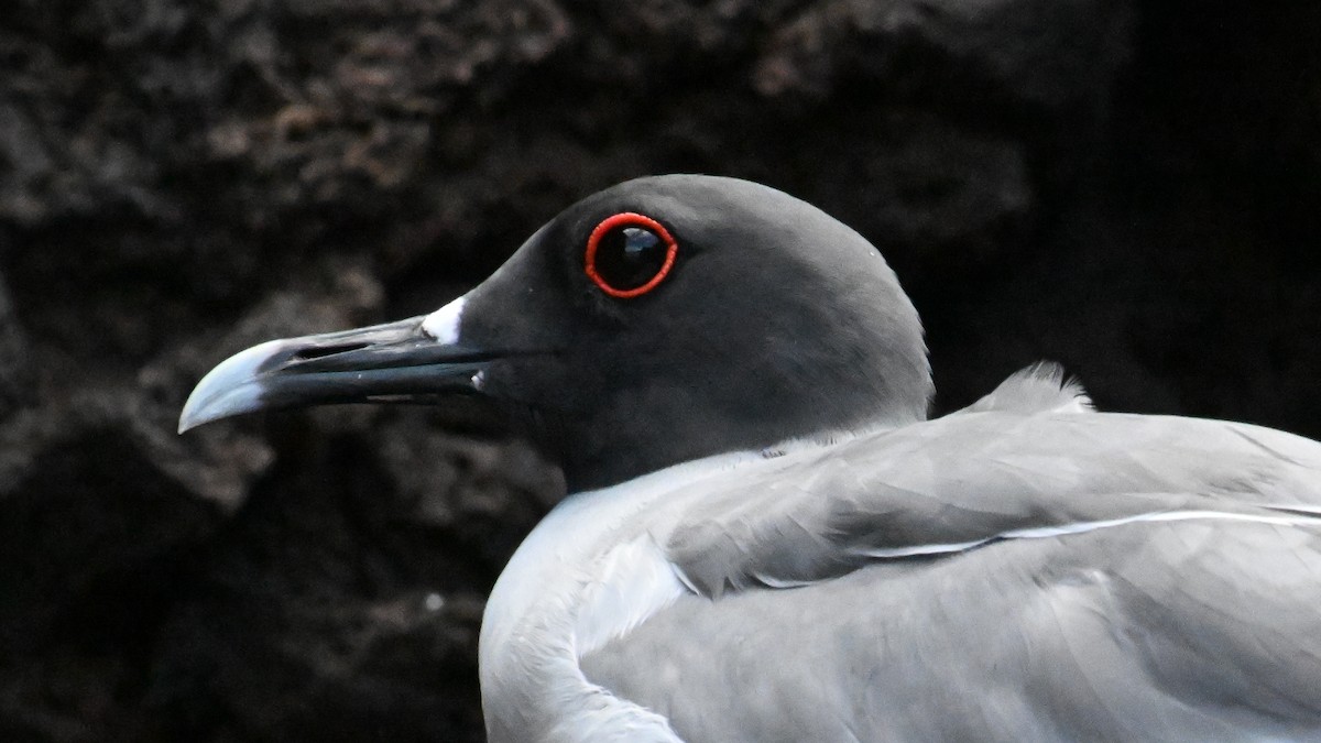 Swallow-tailed Gull - ML645864497