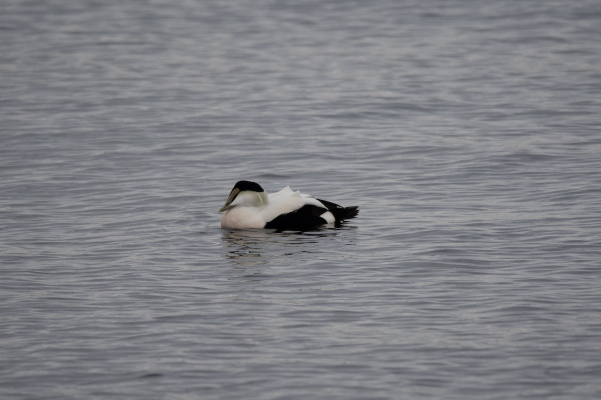 Common Eider - ML645864498