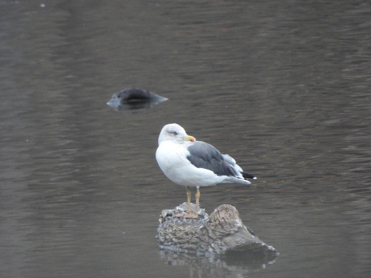 Gaviota Sombría - ML645864501
